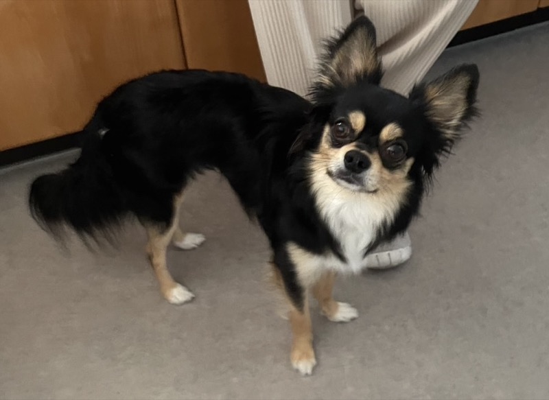 モデルの犬・うた
